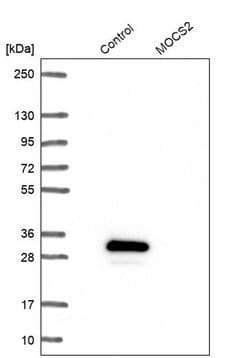Invitrogen MOCS2 Polyclonal Antibody 100 &mu;L; Unconjugated:Antibodies,