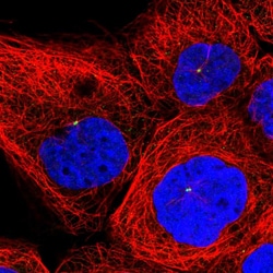 Invitrogen INPP4B Polyclonal Antibody 100 &mu;L; Unconjugated:Antibodies,