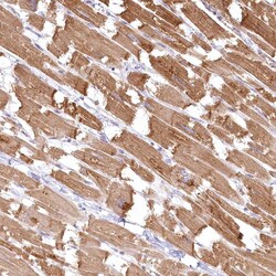 Invitrogen INPP4B Polyclonal Antibody 100 &mu;L; Unconjugated:Antibodies,