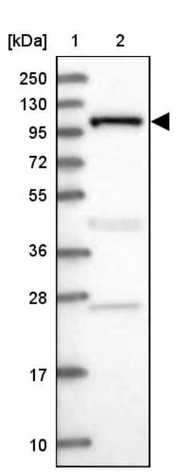 Invitrogen INPP4B Polyclonal Antibody 100 &mu;L; Unconjugated:Antibodies,