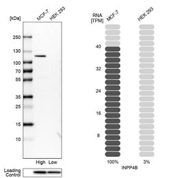 Invitrogen INPP4B Polyclonal Antibody 100 &mu;L; Unconjugated:Antibodies,