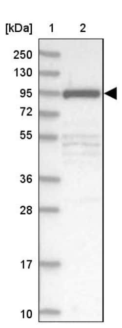 Invitrogen FCHO2 Polyclonal Antibody 100 &mu;L; Unconjugated:Antibodies,