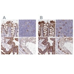 Invitrogen FCHO2 Polyclonal Antibody 100 &mu;L; Unconjugated:Antibodies,
