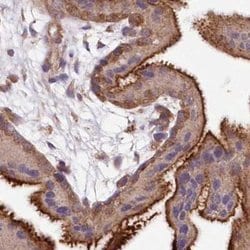 Invitrogen FCHO2 Polyclonal Antibody 100 &mu;L; Unconjugated:Antibodies,