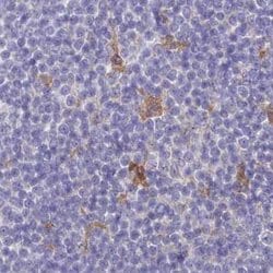 Invitrogen FCHO2 Polyclonal Antibody 100 &mu;L; Unconjugated:Antibodies,