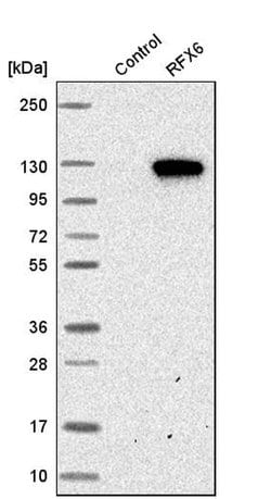 Invitrogen RFX6 Polyclonal Antibody 100 &mu;L; Unconjugated:Antibodies,