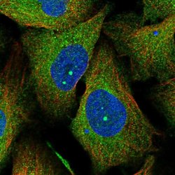 Invitrogen LSG1 Polyclonal Antibody 100 &mu;L; Unconjugated:Antibodies,