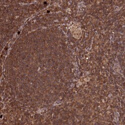 Invitrogen LSG1 Polyclonal Antibody 100 &mu;L; Unconjugated:Antibodies,