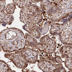 Invitrogen LSG1 Polyclonal Antibody 100 &mu;L; Unconjugated:Antibodies,