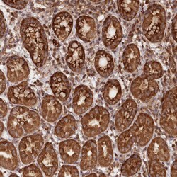 Invitrogen LSG1 Polyclonal Antibody 100 &mu;L; Unconjugated:Antibodies,