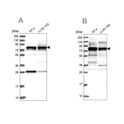 Invitrogen LSG1 Polyclonal Antibody 100 &mu;L; Unconjugated:Antibodies,