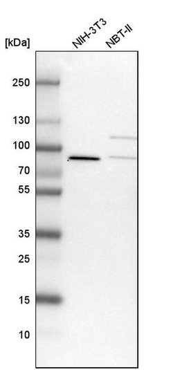 Invitrogen LSG1 Polyclonal Antibody 100 &mu;L; Unconjugated:Antibodies,