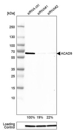 Invitrogen ACAD9 Polyclonal Antibody 100 &mu;L | Buy Online | Invitrogen&trade; | Fisher Scientific