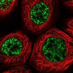 Invitrogen MAML3 Polyclonal Antibody 100 &mu;L; Unconjugated:Antibodies,