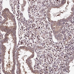 Invitrogen MAML3 Polyclonal Antibody 100 &mu;L; Unconjugated:Antibodies,