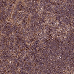 Invitrogen MAML3 Polyclonal Antibody 100 &mu;L; Unconjugated:Antibodies,
