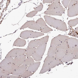 Invitrogen MAML3 Polyclonal Antibody 100 &mu;L; Unconjugated:Antibodies,