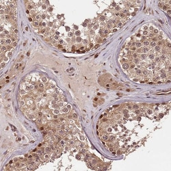 Invitrogen MAML3 Polyclonal Antibody 100 &mu;L; Unconjugated:Antibodies,