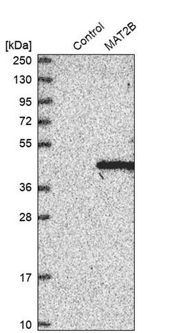 Invitrogen MAT2B Polyclonal Antibody 100 &mu;L; Unconjugated:Antibodies,