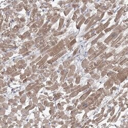 Invitrogen GBF1 Polyclonal Antibody 100 &mu;L; Unconjugated:Antibodies,