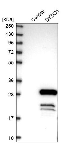 Invitrogen DYDC1 Polyclonal Antibody 100 &mu;L; Unconjugated:Antibodies,