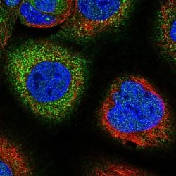 Invitrogen SNX18 Polyclonal Antibody 100 &mu;L; Unconjugated:Antibodies,