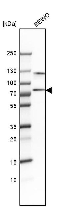 Invitrogen SNX18 Polyclonal Antibody 100 &mu;L; Unconjugated:Antibodies,