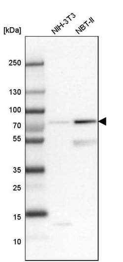 Invitrogen SNX18 Polyclonal Antibody 100 &mu;L; Unconjugated:Antibodies,