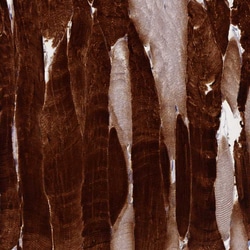 Invitrogen TNNT3 Polyclonal Antibody 100 &mu;L; Unconjugated:Antibodies,