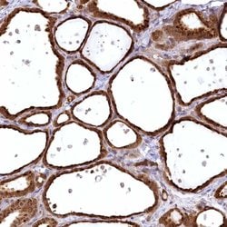 Invitrogen SERGEF Polyclonal Antibody 100 &mu;L; Unconjugated:Antibodies,