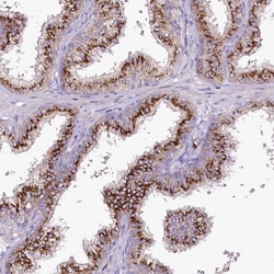 Invitrogen VWA5A Polyclonal Antibody 100 &mu;L; Unconjugated:Antibodies,