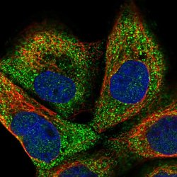 Invitrogen ANAPC16 Polyclonal Antibody 100 &mu;L; Unconjugated:Antibodies,