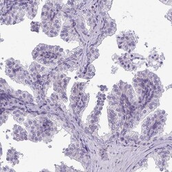 Invitrogen DEPP Polyclonal Antibody 100 &mu;L; Unconjugated:Antibodies,