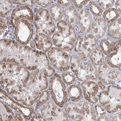 Invitrogen MTG1 Polyclonal Antibody 100 &mu;L; Unconjugated:Antibodies,