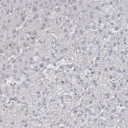 Invitrogen MTG1 Polyclonal Antibody 100 &mu;L; Unconjugated:Antibodies,