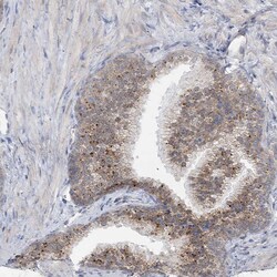 Invitrogen MTG1 Polyclonal Antibody 100 &mu;L; Unconjugated:Antibodies,
