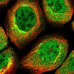 Invitrogen CDC123 Polyclonal Antibody 100 &mu;L; Unconjugated:Antibodies,