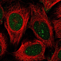 Invitrogen BEND7 Polyclonal Antibody 100 &mu;L; Unconjugated:Antibodies,