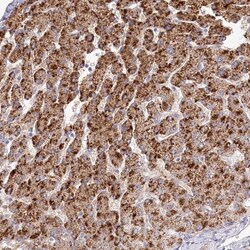 Invitrogen BEND7 Polyclonal Antibody 100 &mu;L; Unconjugated:Antibodies,