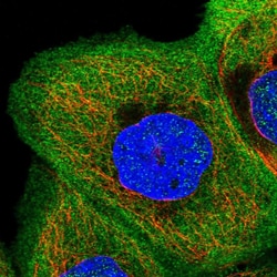 Invitrogen AFAP1L2 Polyclonal Antibody 100 &mu;L; Unconjugated:Antibodies,