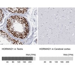Invitrogen HORMAD1 Polyclonal Antibody 100 &mu;L; Unconjugated:Antibodies,
