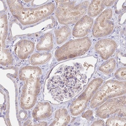 Invitrogen POGLUT1 Polyclonal Antibody 100 &mu;L; Unconjugated:Antibodies,