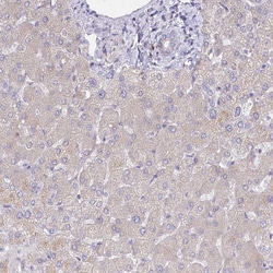 Invitrogen POGLUT1 Polyclonal Antibody 100 &mu;L; Unconjugated:Antibodies,