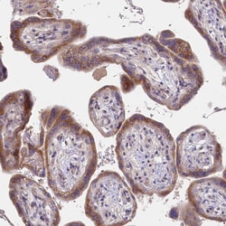 Invitrogen POGLUT1 Polyclonal Antibody 100 &mu;L; Unconjugated:Antibodies,