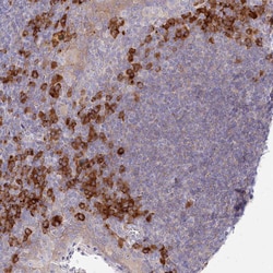 Invitrogen POGLUT1 Polyclonal Antibody 100 &mu;L; Unconjugated:Antibodies,