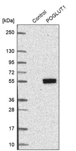 Invitrogen POGLUT1 Polyclonal Antibody 100 &mu;L; Unconjugated:Antibodies,