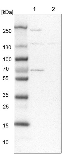 Invitrogen XYLB Polyclonal Antibody 100 &mu;L; Unconjugated:Anticuerpos