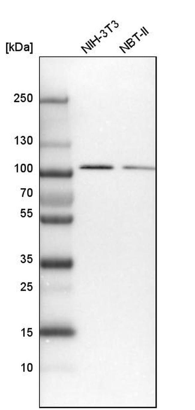 Invitrogen COPG Polyclonal Antibody 100 μL; Unconjugated:Antibodies ...