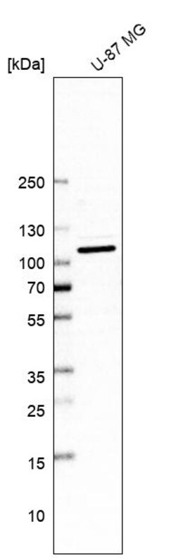 Invitrogen GCP2 Polyclonal Antibody 100 &mu;L | Buy Online | Invitrogen&trade; | Fisher Scientific