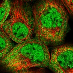 Invitrogen FAM13C Polyclonal Antibody 100 &mu;L; Unconjugated:Antibodies,